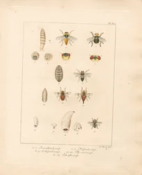 Various Fly Species and Their Developmental Stages