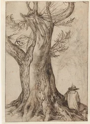 Study of a Tree Trunk