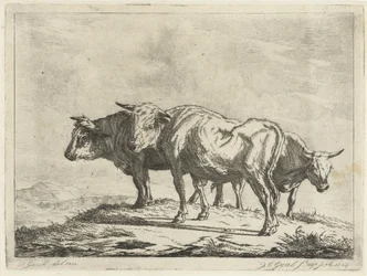 Three Oxen