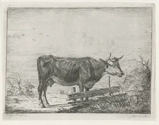 Cow Standing by a Fence