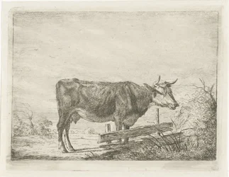 Cow Standing by a Fence