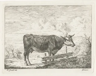 Cow Standing by a Fence