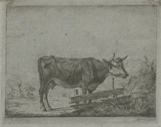 Cow Standing by a Fence