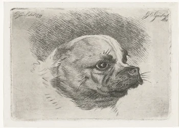 Head of a Pug