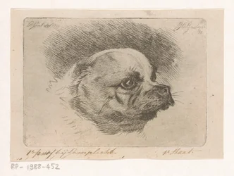 Head of a Pug