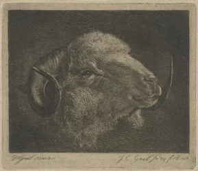 Head of a Ram with Backward Curved Horns