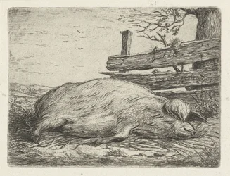Lying Wild Boar