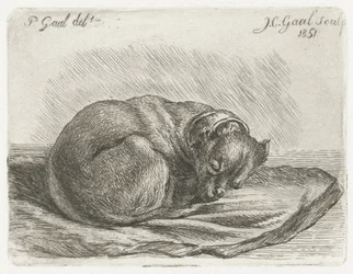 Sleeping Dog Lying on a Blanket