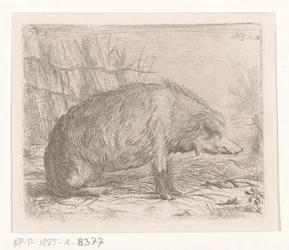 Seated Wild Boar