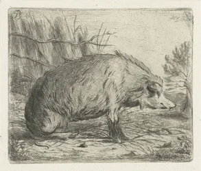 Seated Wild Boar