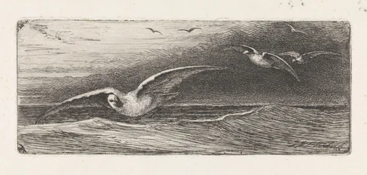 Seagulls