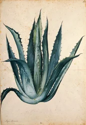 Century plant (Agave americana)