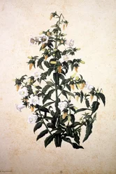 Herbarium: Campanula