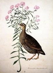 Unknown Image