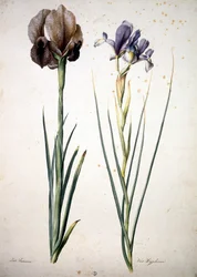 Unknown Image