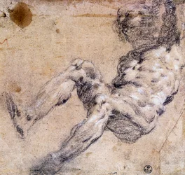 Study of male nude
