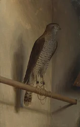 A Sparrowhawk