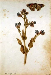 Anchusa Officinalis with Painted Lady Butterfly, c.1568