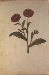 Calendula officinalis, c.1568