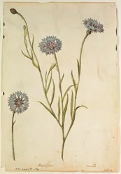 Cornflower: Centaurea cyanus, c.1568, by J.le Moyne de Morgues