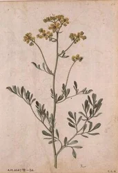 Ruta graveolens, c.1568