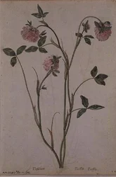 Triflorium pratense, c.1568