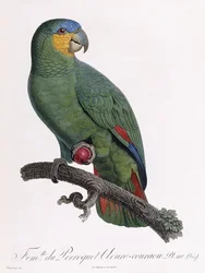 Female of the Douro-Couraou Parrot