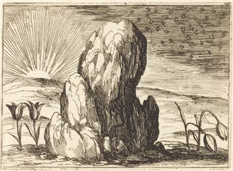 The Tulips and the Sun