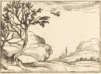 Turtle Dove Flying in the Desert