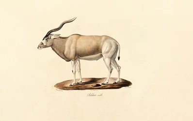 Addax Antelope