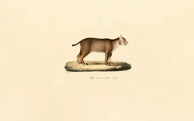 Adult Bobcat