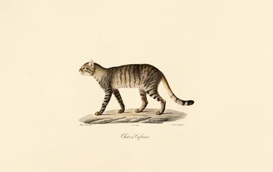 African Wildcat