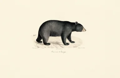 American Black Bear