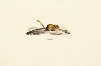 American Deer Mouse