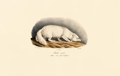 Arctic Fox in Winter Coat