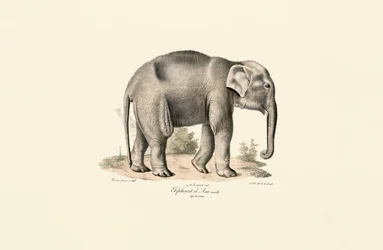 Asian Elephant