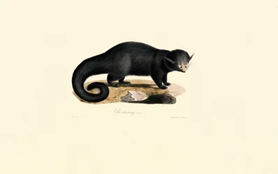 Binturong
