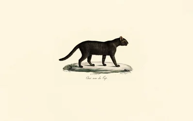 Black-footed Cat