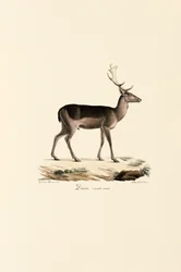 Black Fallow Deer Variant