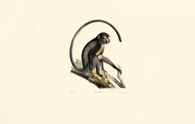 Black Spider Monkey
