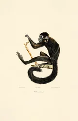 Black Spider Monkey (male)