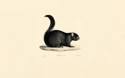 Black Squirrel