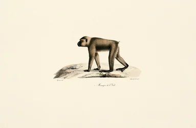 Bonnet Macaque