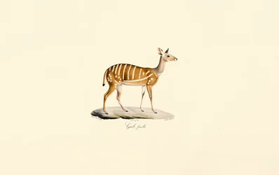 Bushbuck (Female)