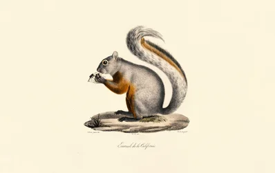 California Ground Squirrel