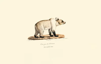 Cantabrian Brown Bear