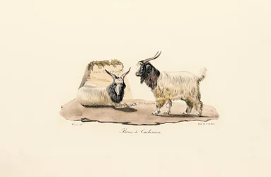 Cashmere Goat