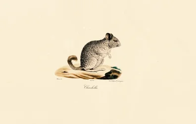 Chinchilla