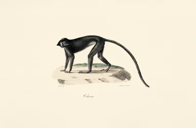 Colobus Monkey