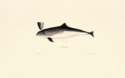 Common Bottlenose Dolphin